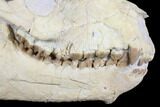 Fossil Oreodont (Merycoidodon) Skull - Wyoming #176385-1